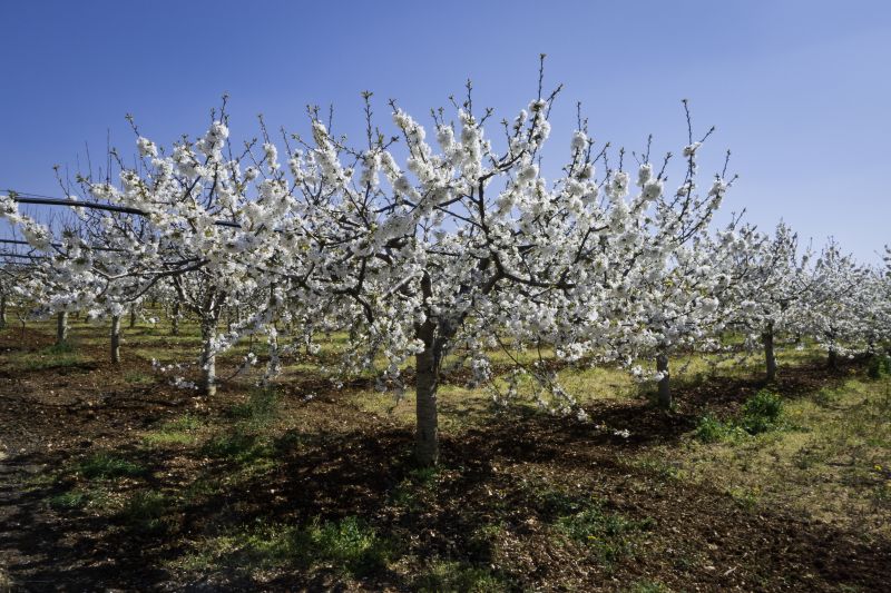 Orchard Tree Pruning