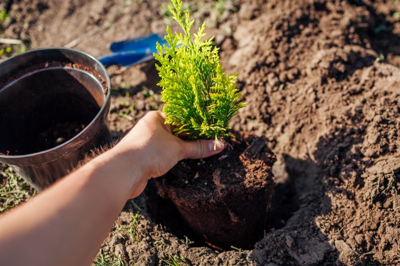 Young Tree Trimming